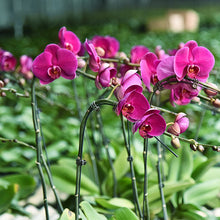Load image into Gallery viewer, Garden Plant Clips
