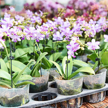 Load image into Gallery viewer, Garden Plant Clips