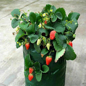 Strawberry Planting Grow Bag