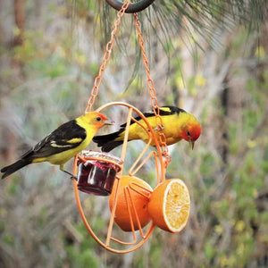 Oriole Bird Feeder Orange
